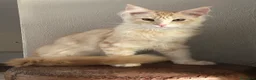 Maine Coon gatti in vendita: Maine Coon  - Annuncio 2