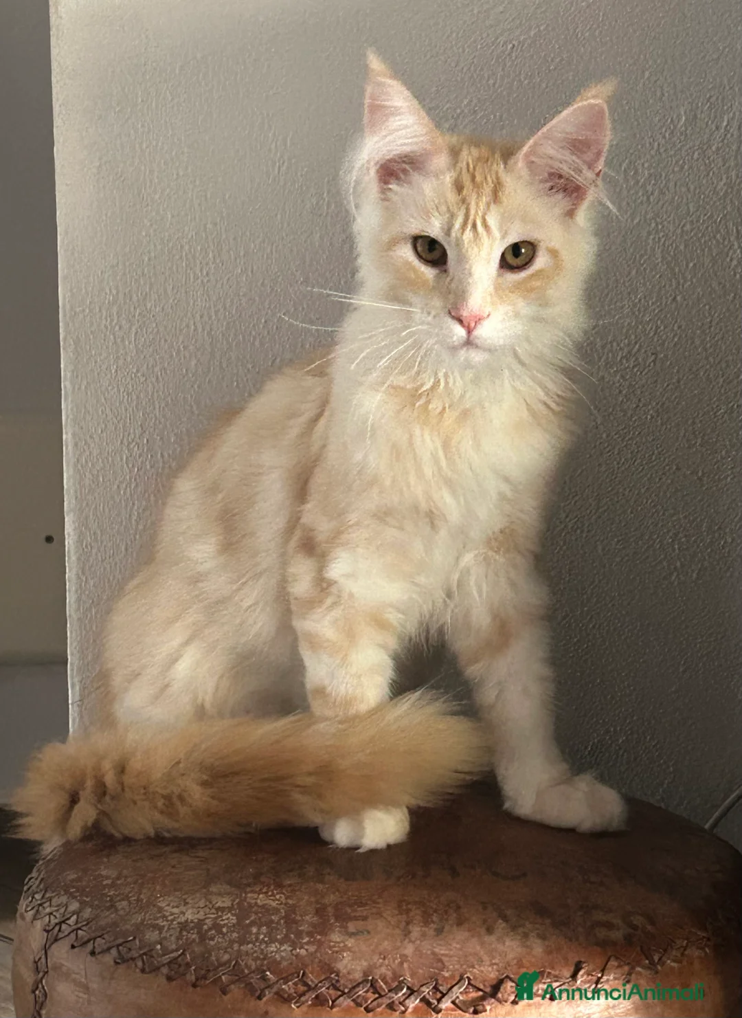 Maine Coon gatti in vendita: Maine Coon  - Annuncio 2