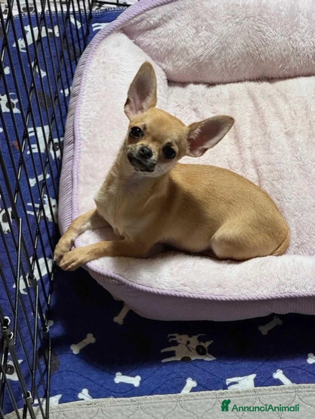 Chihuahua cani in vendita: Chihuahua femmina pelo corto - Annuncio 1