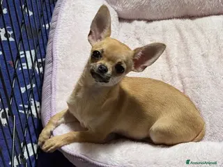 Chihuahua cani Chihuahua femmina pelo corto - Annuncio 6