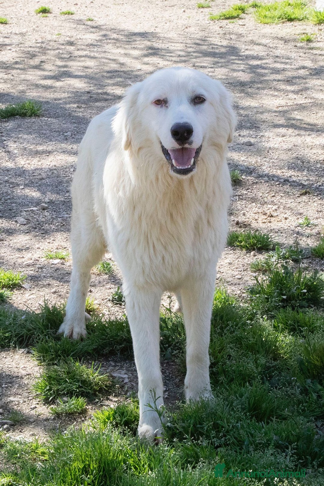 Meticcio cani in regalo: NASINO A CUORE : IL DOLCISSIMO OSLO a Provincia di Frosinone - Immagine 3