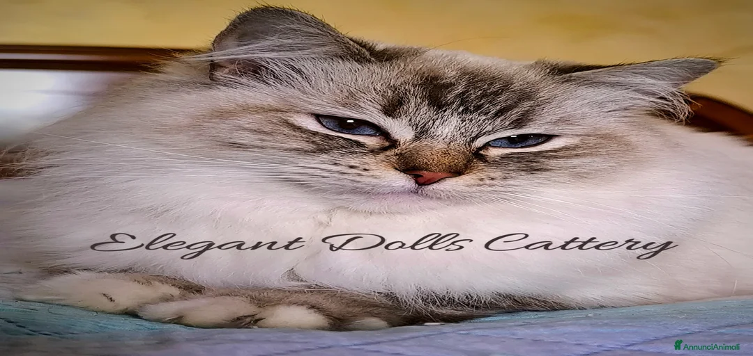 Immagine della galleria {{count}}