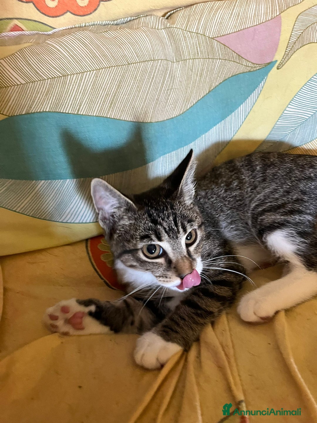 Europeo gatti in regalo: Gattino maschio di 4 mesi - Annuncio 6