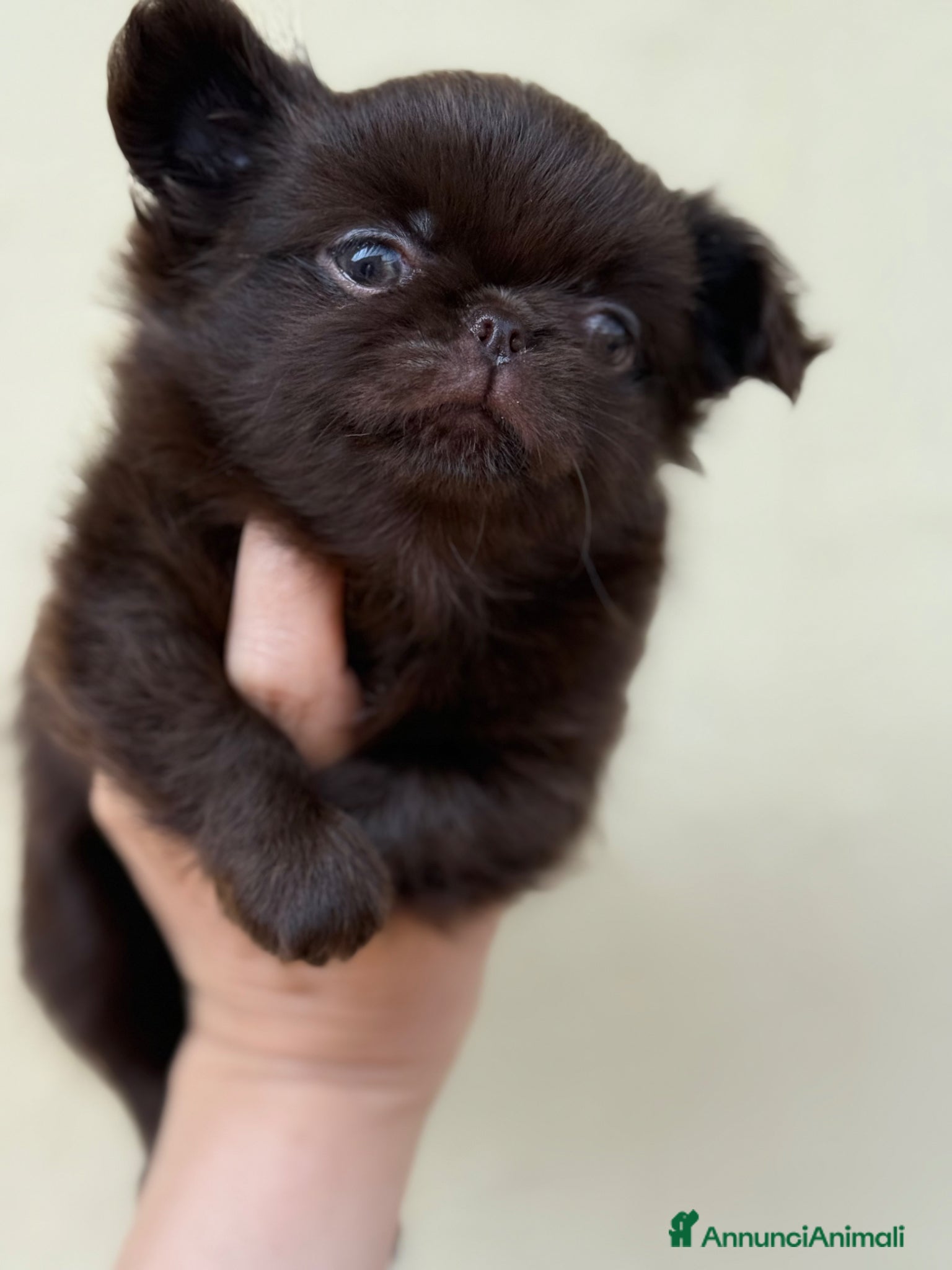 Chihuahua cani Chihuahua mini femminuccia  - Annuncio 2