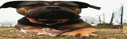Cane Corso cani in regalo: Simil corso - Annuncio 1