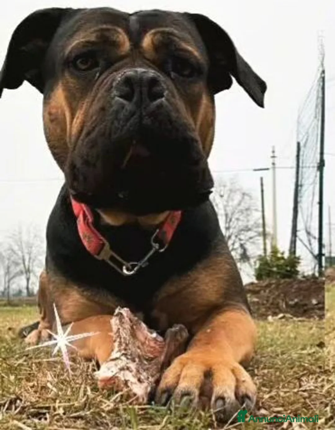Cane Corso cani in regalo: Simil corso - Annuncio 1