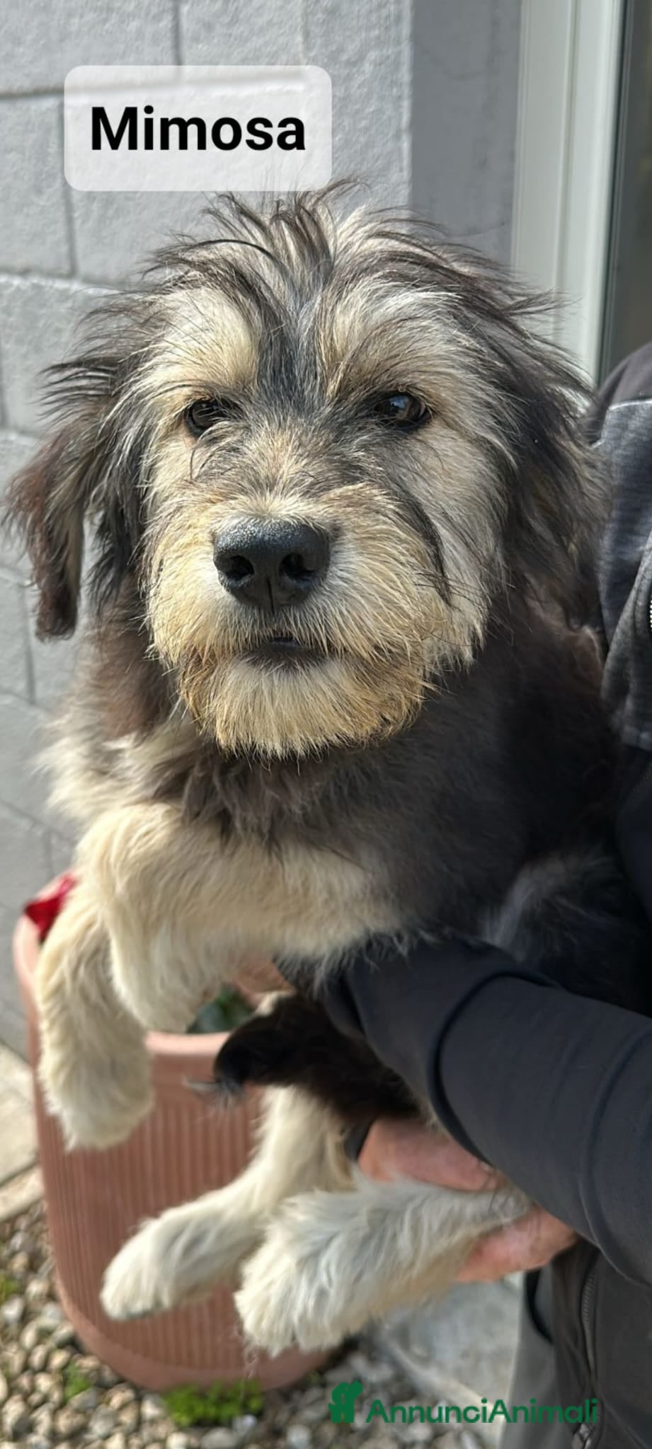 Meticcio cani Mimosa - Annuncio 2