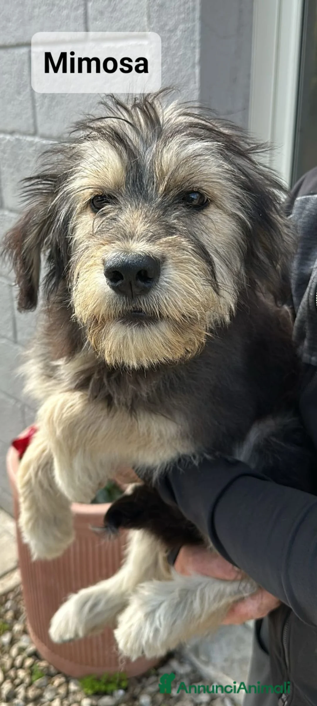 Meticcio cani in regalo: Mimosa a Provincia di Crotone - Annuncio 1