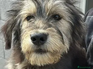 Meticcio cani Mimosa - Annuncio 2