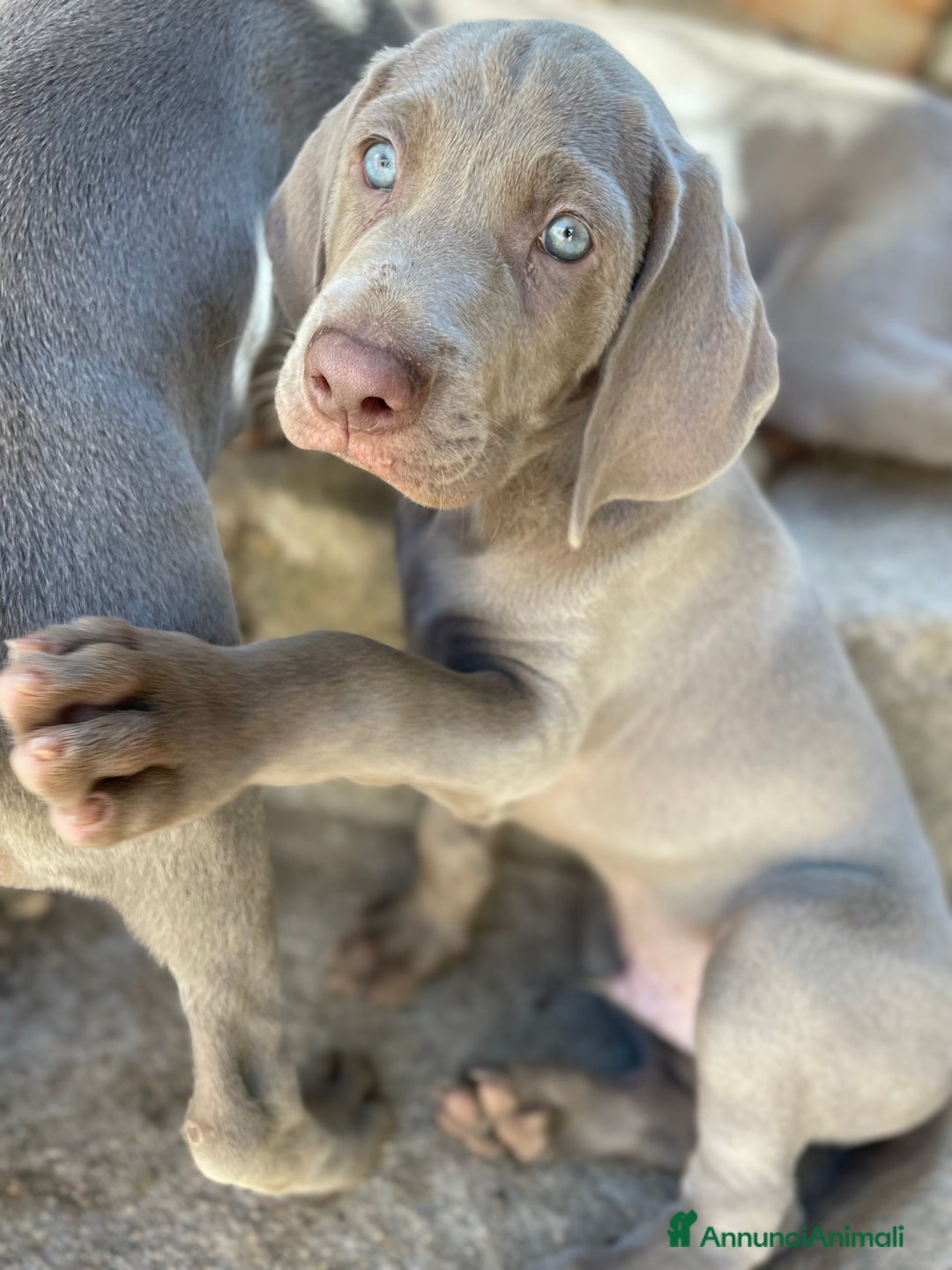 Weimaraner cani in vendita: Cuccioli di Weimarainer - Annuncio 4