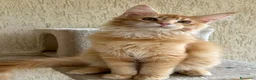 Maine Coon gatti in vendita: Maine Coon  - Annuncio 9