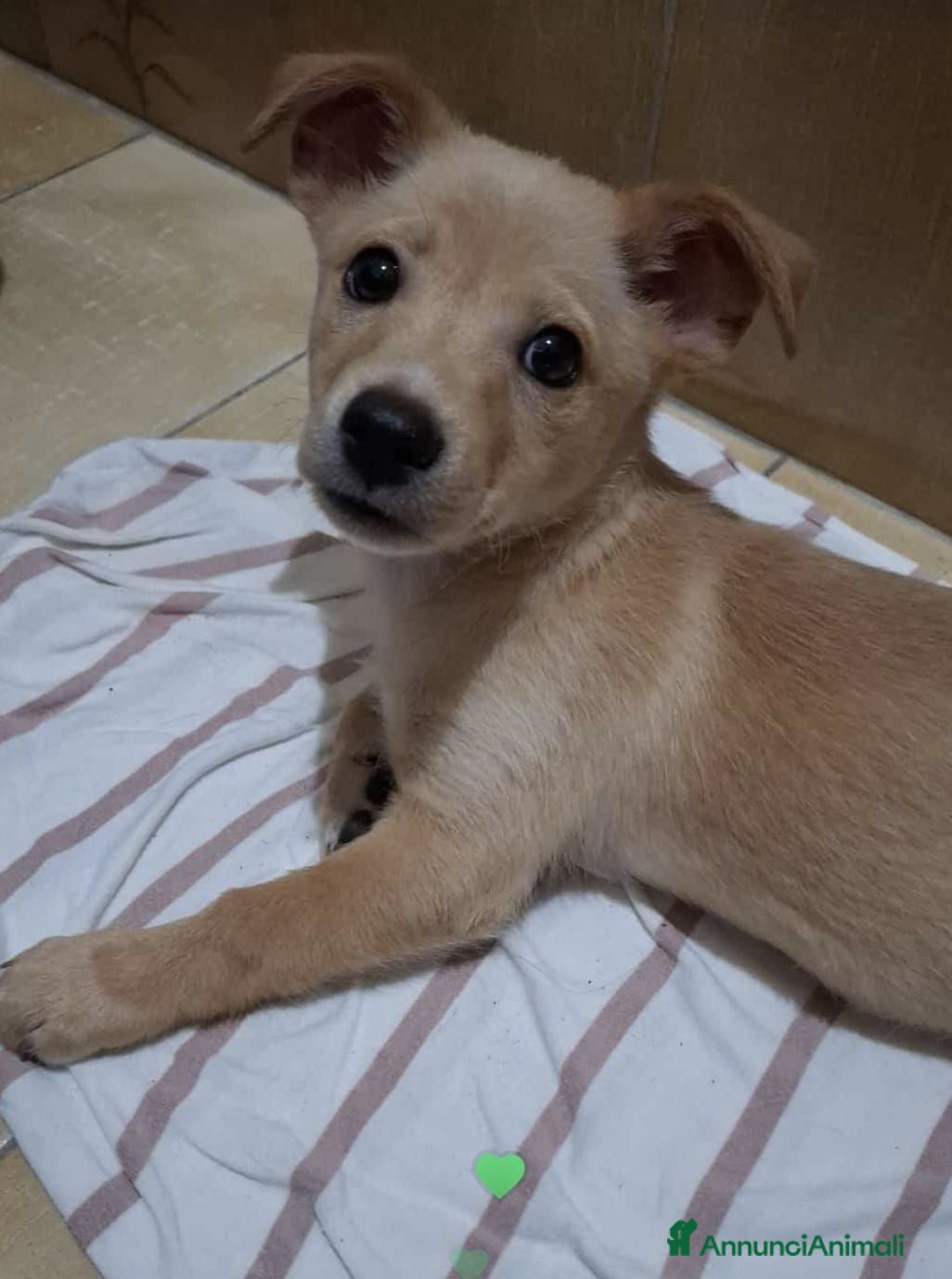 Meticcio cani Cucciolo, taglia piccola! (10kg) - Annuncio 14
