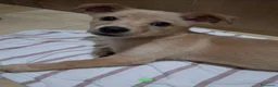 Meticcio cani in regalo: Cucciolo, taglia piccola! (10kg) - Annuncio 1