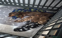 Bassotto cani in vendita: Bassotti kaninchen/nani a Città metropolitana di Roma Capitale - Immagine 4