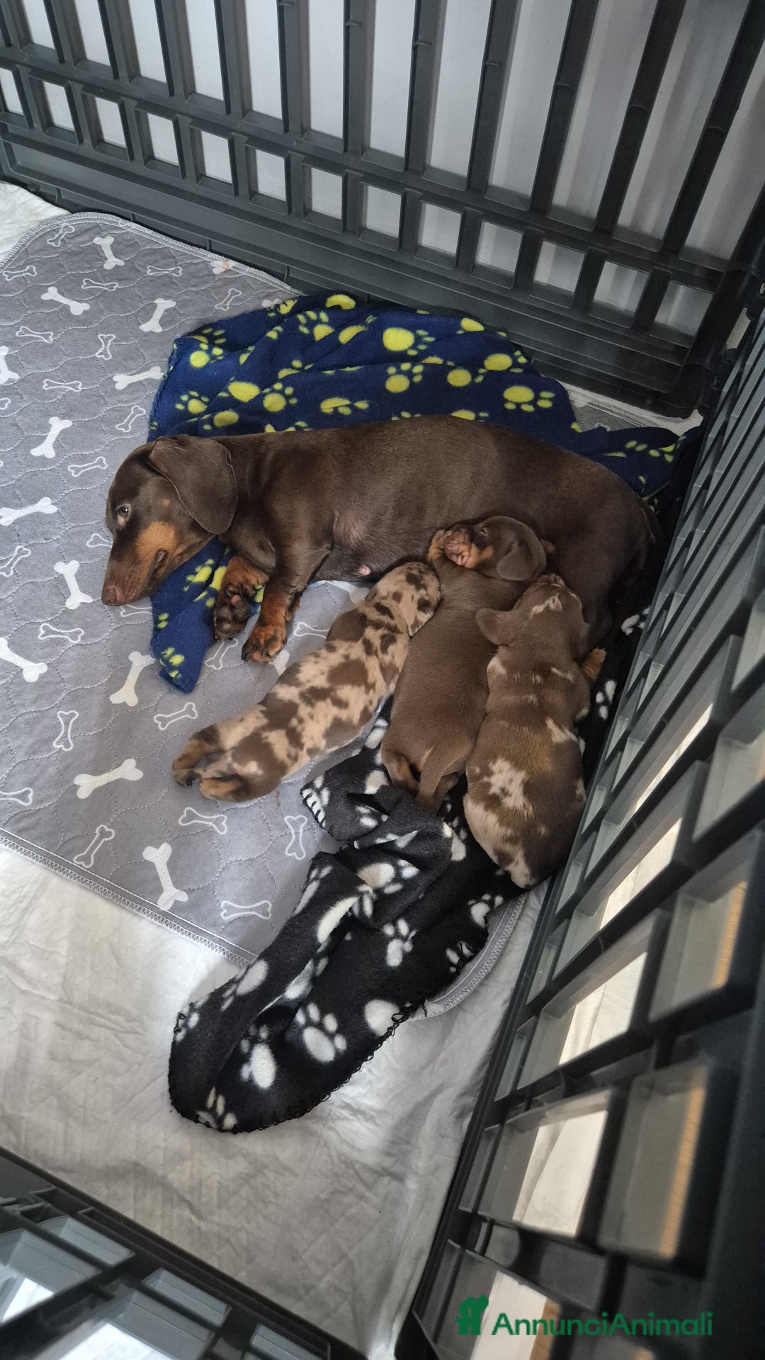 Bassotto cani in vendita: Bassotti kaninchen/nani a Città metropolitana di Roma Capitale - Immagine 4