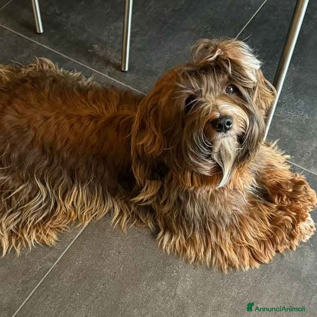 Volpino Italiano cani in vendita: Cuccioli piccola taglia cedo - Annuncio 4