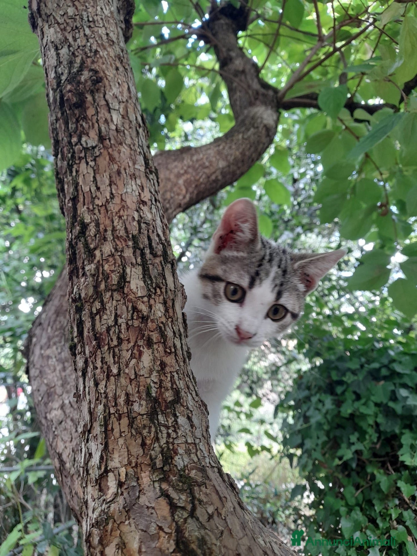 Altre razze gatti CERCA CASA 🏡  - Annuncio 1