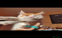 Maine Coon gatti in vendita: DOLCISSIMI CUCCIOLI - Immagine 11