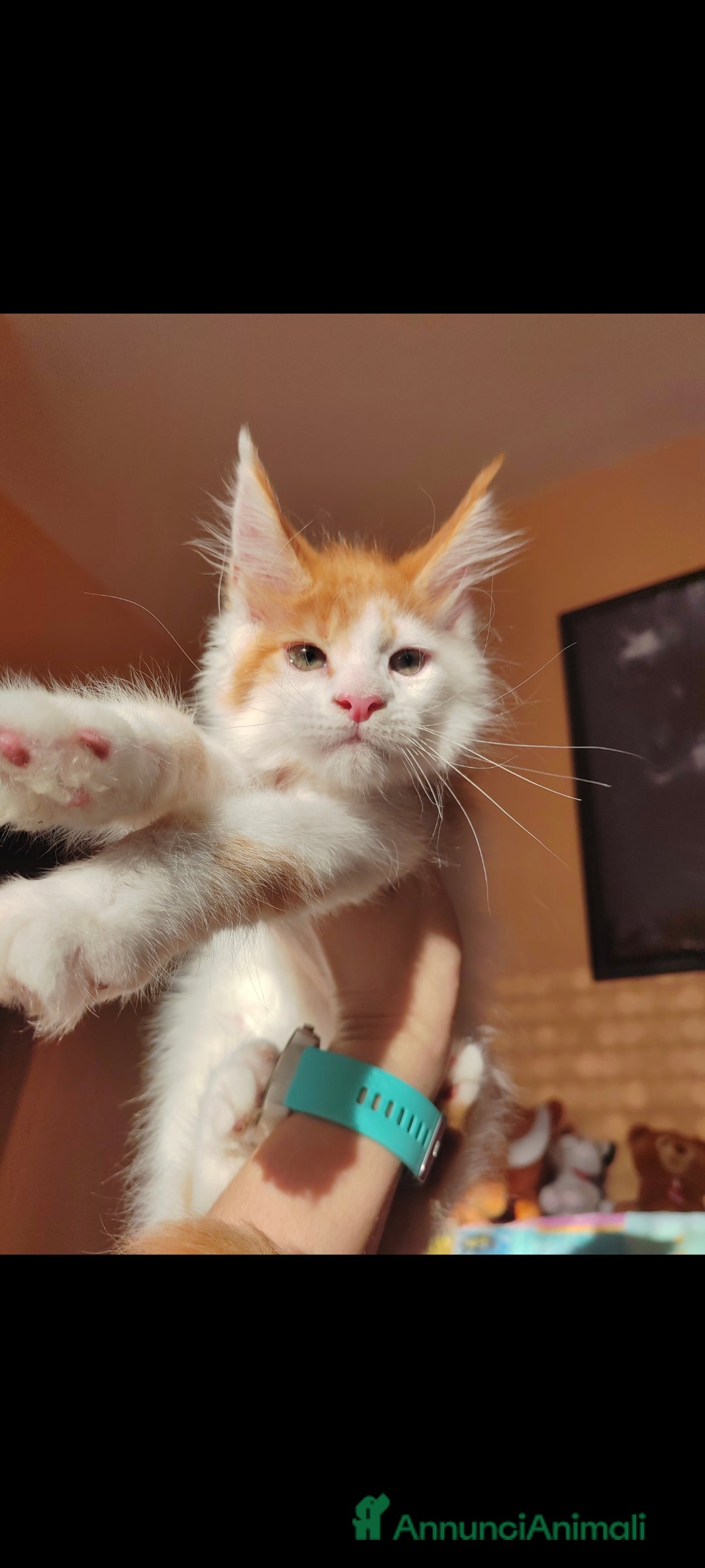 Maine Coon gatti in vendita: DOLCISSIMI CUCCIOLI - Immagine 11