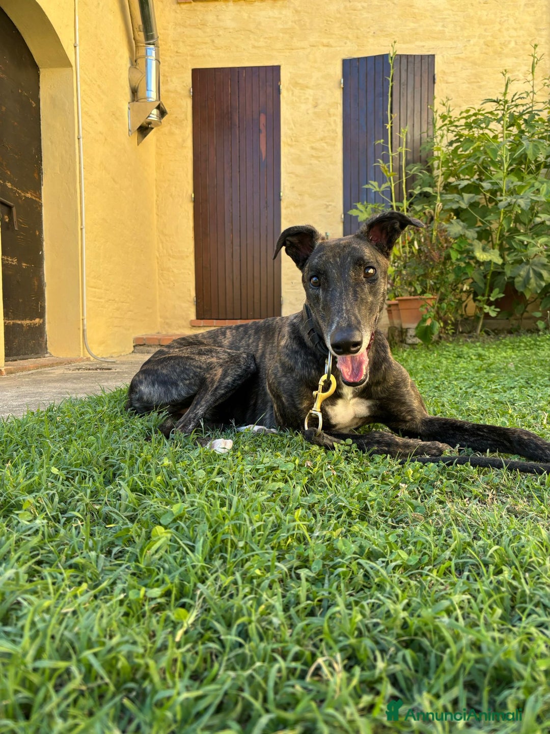 Levriero cani in vendita: GREYHOUND DA CORSA  - Annuncio 3
