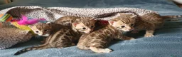 Bengala gatti in vendita: Meravigliosi Gattini Bengala - Annuncio 6