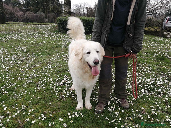 Meticcio cani in regalo: IL BELLISSIMO BYRON HA BISOGNO DI UNA FAMIGLIA - Annuncio 3