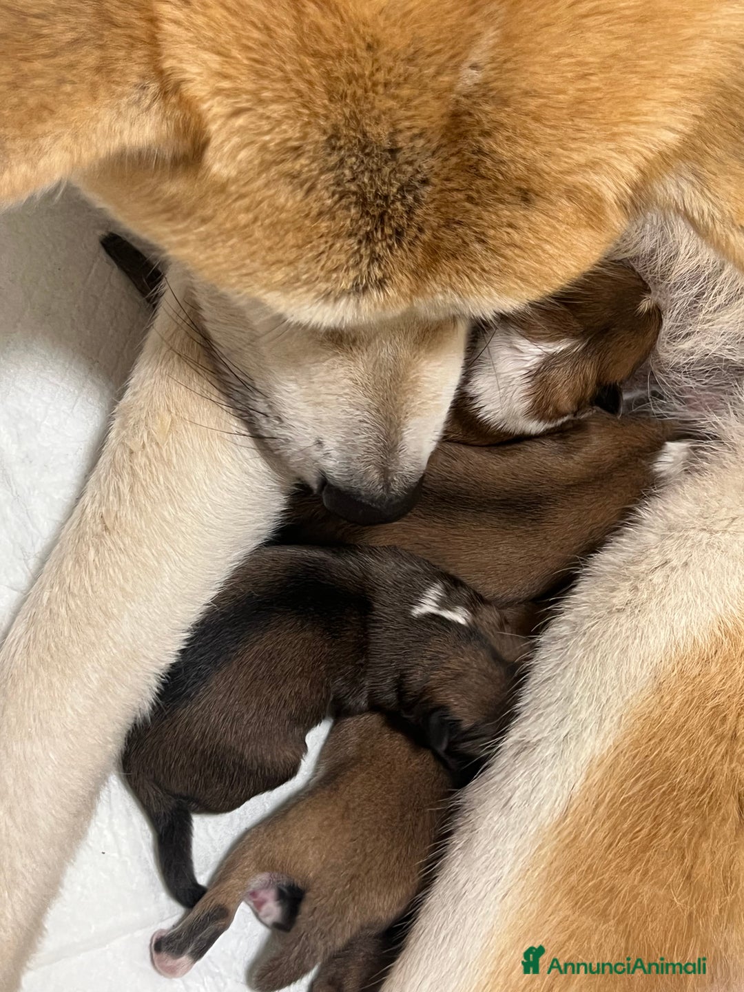 Akita Inu cani in vendita: Cuccioli di Akita Inu appena nati - Annuncio 1