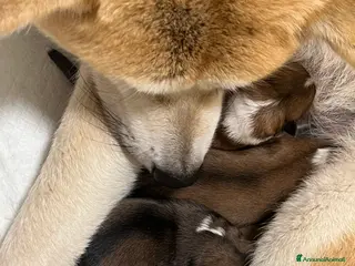 Akita Inu cani Cuccioli di Akita Inu appena nati - Annuncio 15