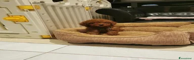 Barboncino Toy 3