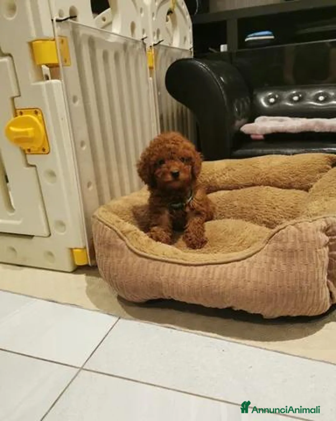 Barboncino Toy cani in vendita: Adorabili cuccioli di barboncino toy - Annuncio 11