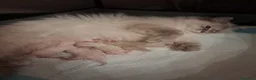 Siberiano gatti in vendita: Cuccioli siberiani neva  - Annuncio 2
