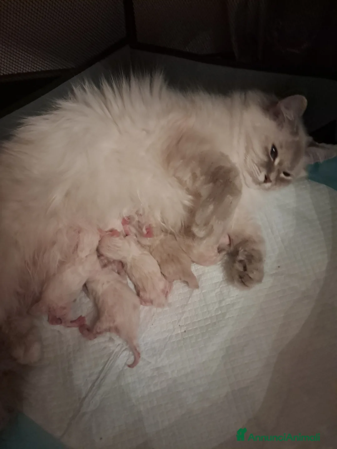 Siberiano gatti in vendita: Cuccioli siberiani neva  - Annuncio 2