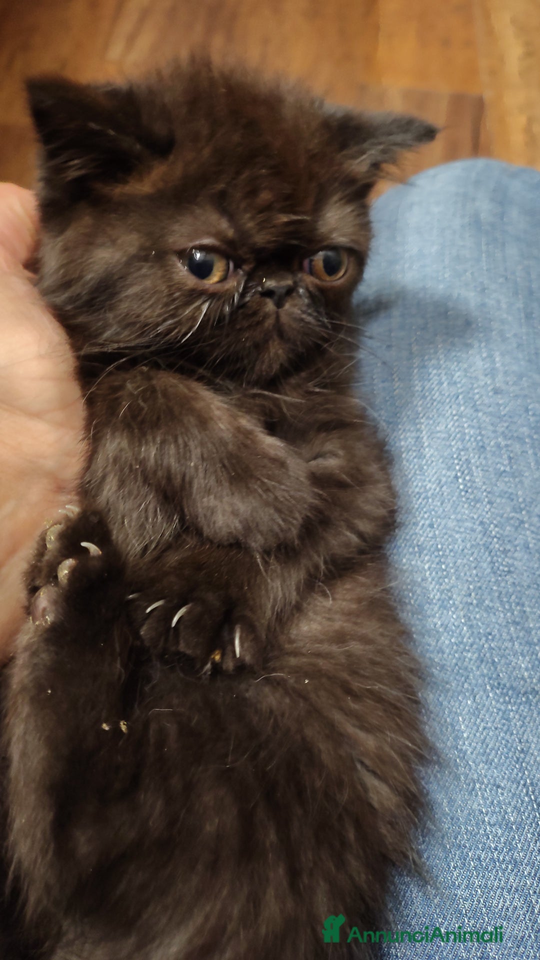 Exotic Shorthair gatti in vendita: Cuccioli Exotic e Persiani - Annuncio 3