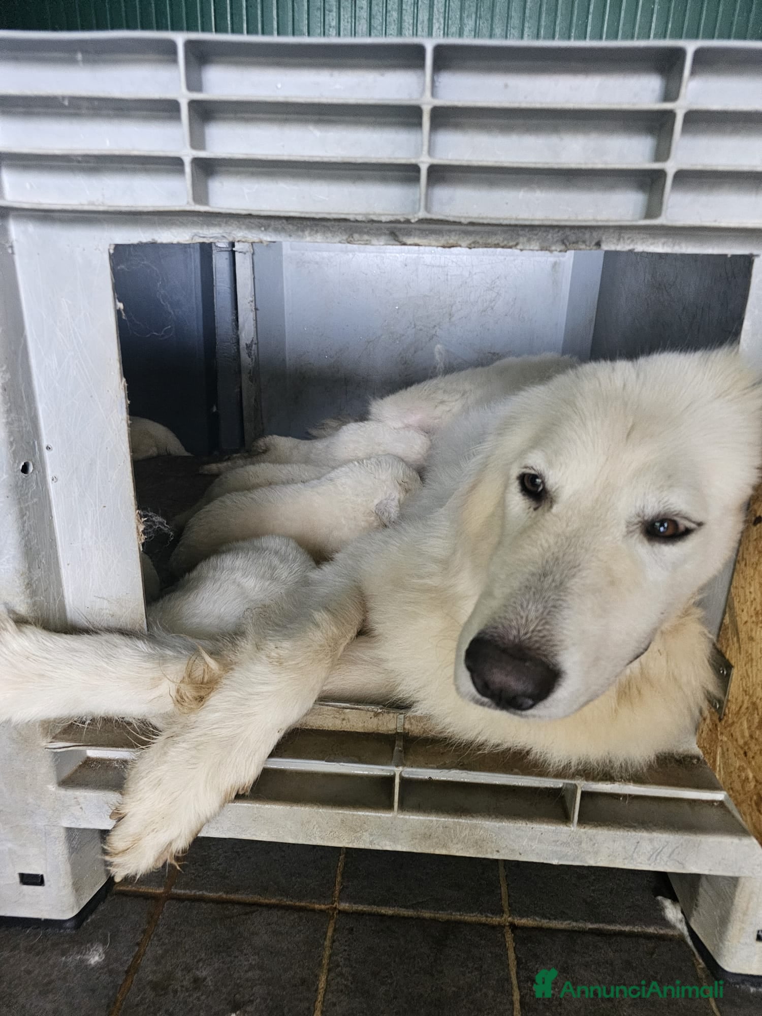 Pastore Abbruzzese Maremmano cani Vendesi cuccioli Pastore Maremmano Abruzzese - Annuncio 24