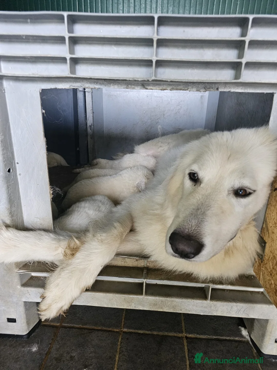 Pastore Abbruzzese Maremmano cani in vendita: Vendesi cuccioli Pastore Maremmano Abruzzese - Annuncio 1