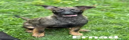 Meticcio cani in regalo: ERNAD, pastorino allegro e dolcissimo! TG MEDIA - Annuncio 2
