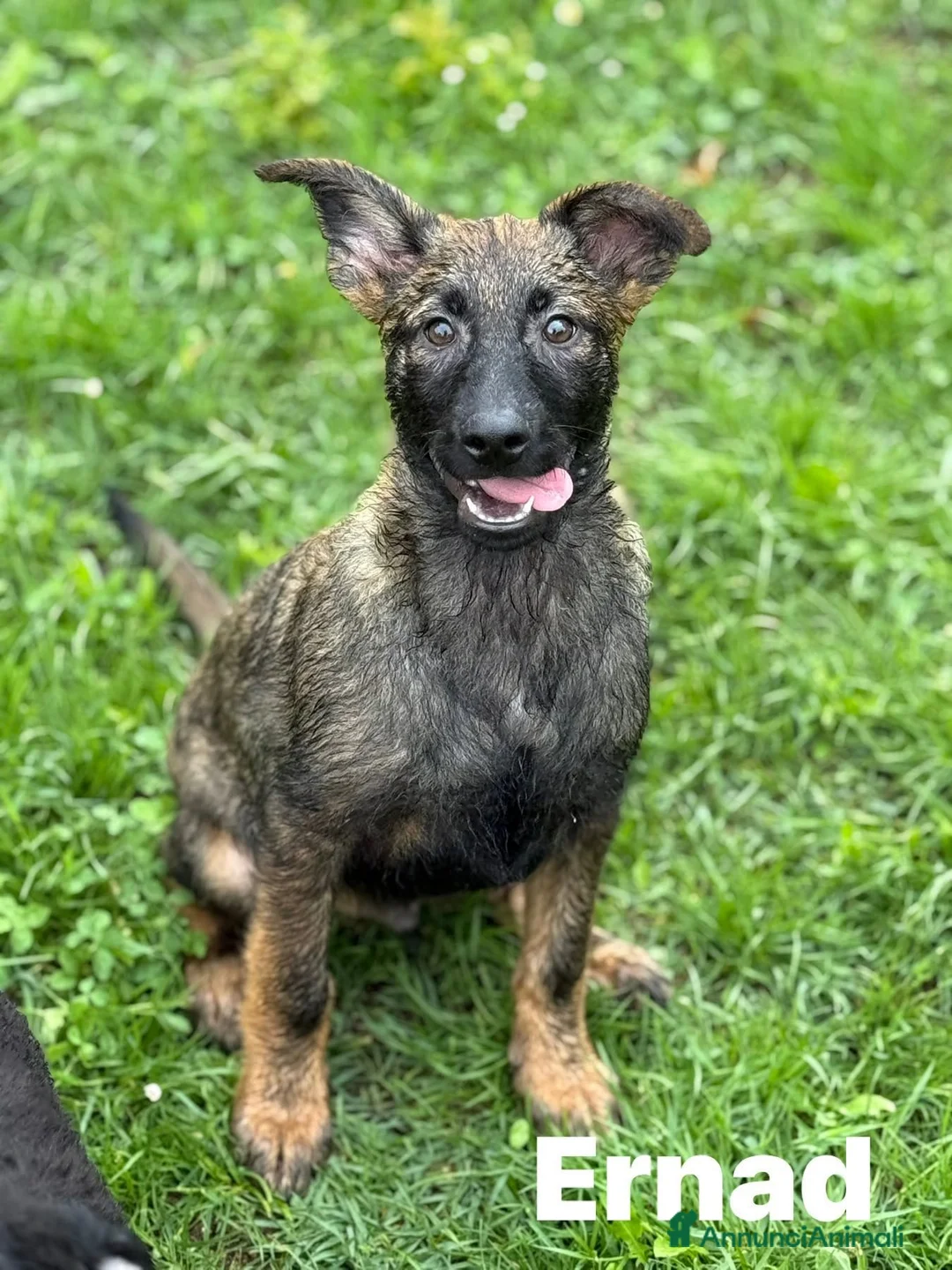 Meticcio cani in regalo: ERNAD, pastorino allegro e dolcissimo! TG MEDIA - Annuncio 2