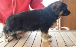 Pastore Tedesco cani in vendita: cuccioli di pastore tedesco a Provincia di Ancona - Immagine 7