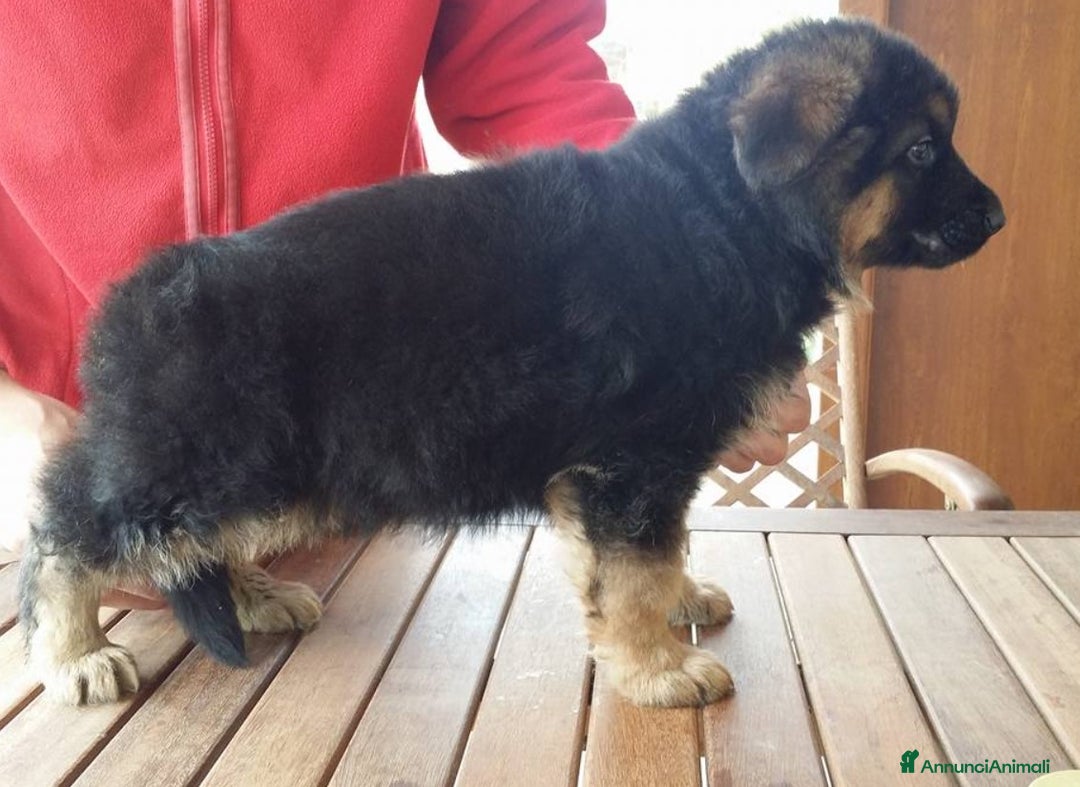 Pastore Tedesco cani in vendita: cuccioli di pastore tedesco a Provincia di Ancona - Immagine 7