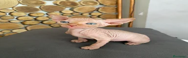 Bianchetto
