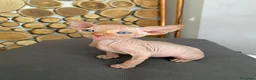 Sphynx gatti in vendita: Cuccioli Sphynks  - Annuncio 14