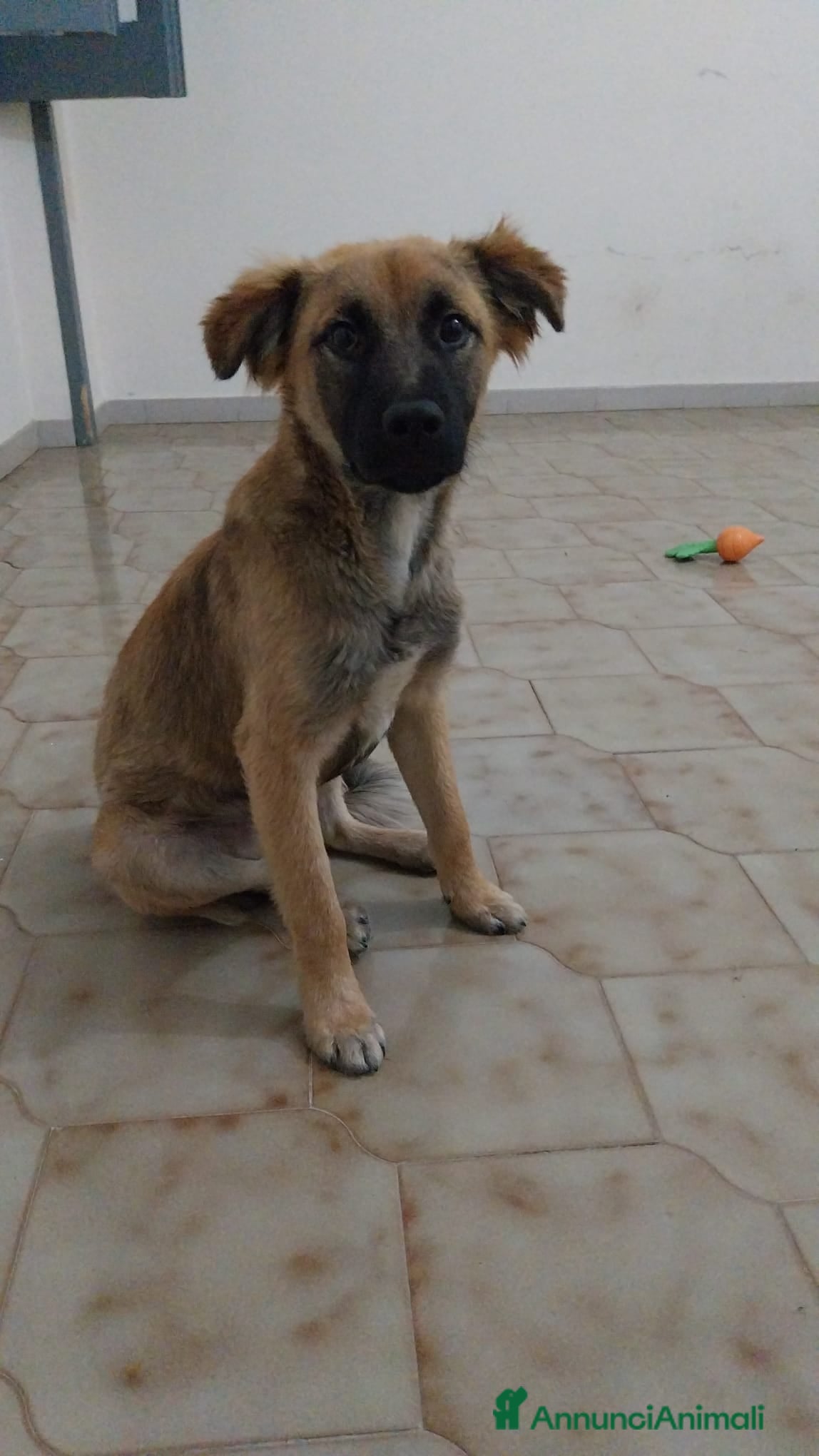 Meticcio cani Gerry, simil pastorino! (6 mes)  - Annuncio 20