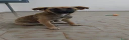 Meticcio cani in regalo: Gerry, simil pastorino! (6 mes)  - Annuncio 1
