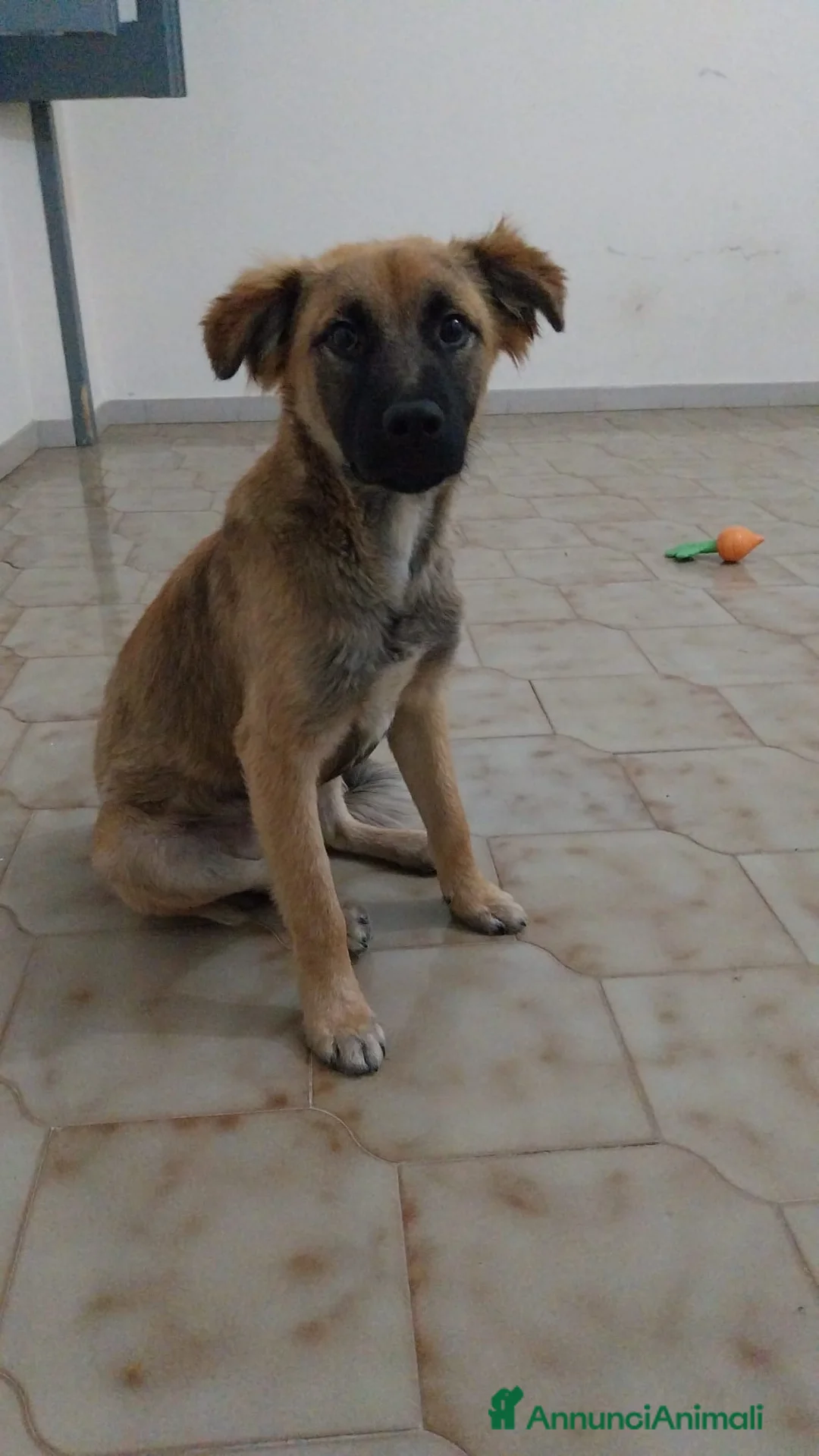 Meticcio cani in regalo: Gerry, simil pastorino! (6 mes)  - Annuncio 1