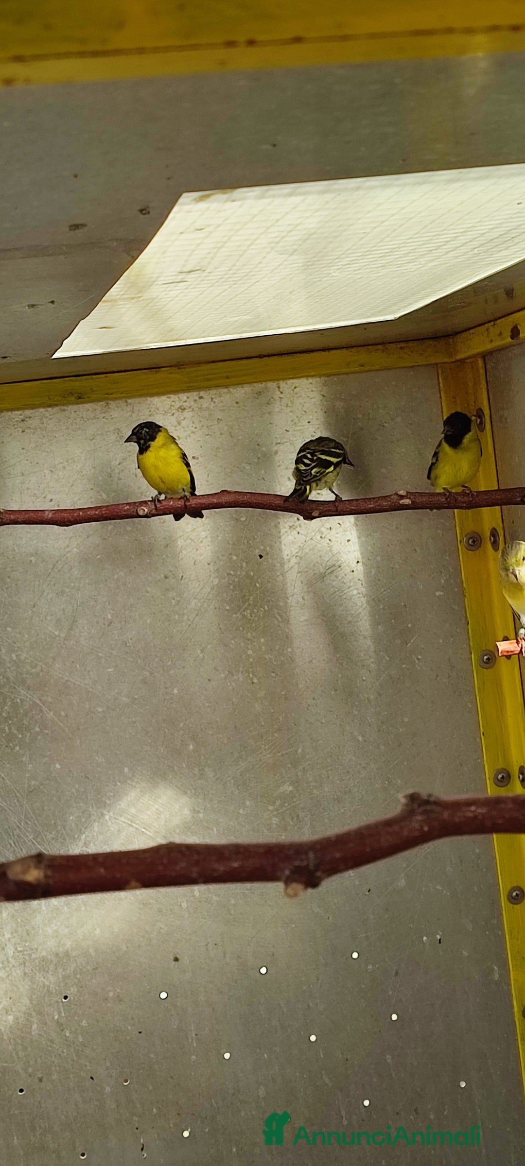 Altre razze gatti in vendita: Lucherini Di Magellano Novelli 2025 - Annuncio 1