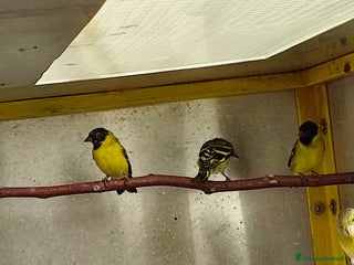 Altre razze gatti Lucherini Di Magellano Novelli 2025 - Annuncio 3