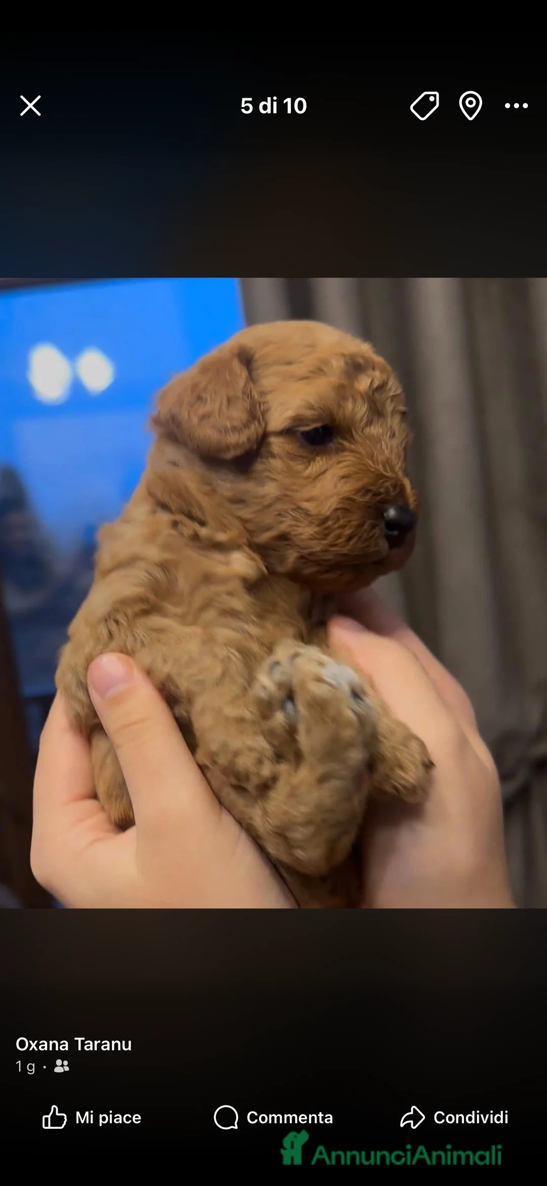 Meticcio cani in vendita: Barboncino nano❤️ - Annuncio 5