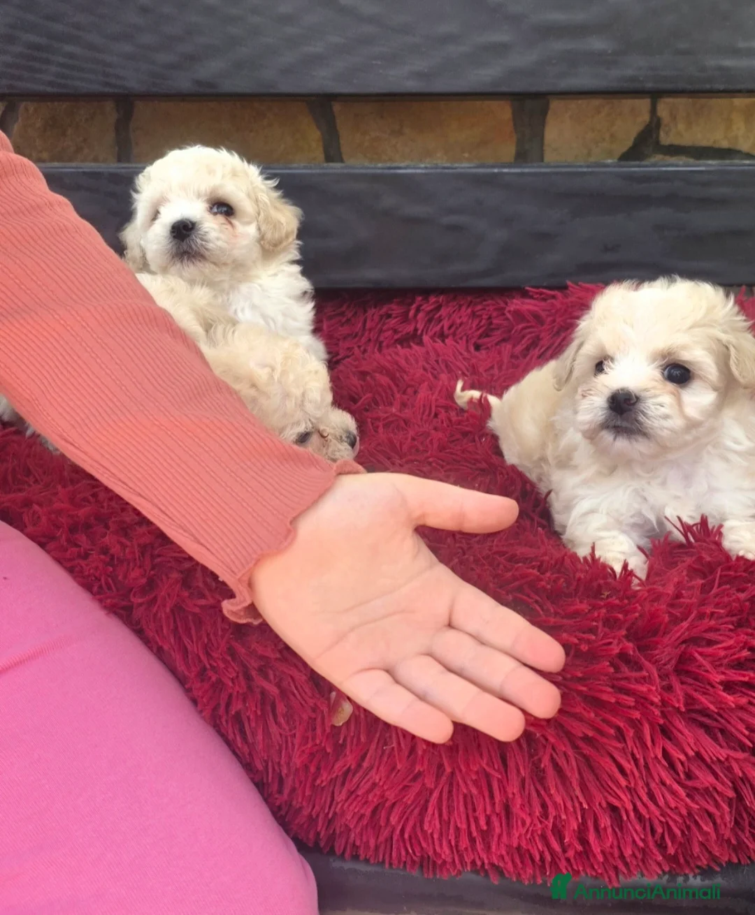 Maltipoo cani in vendita: Maltipoo - Annuncio 2