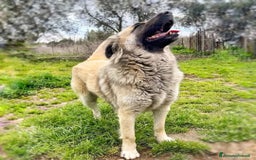 Meticcio cani in regalo: BARBARA 🩷 - meravigliosa cagnolina che sorride a Provincia della Spezia - Immagine 5
