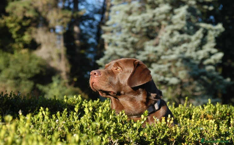 Labrador cani a Provincia di Varese - Annuncio 3